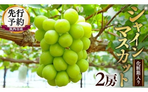 期間限定 ！ 筑西市産 シャインマスカット 2房 ぶどう ブドウ 葡萄 フルーツ 2026年産 [BW064ci]