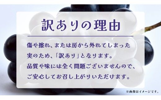 【 訳あり 】ナガノパープル 3kg 【2026年9月上旬発送開始】(茨城県共通返礼品：大子町) ぶどう 葡萄 ブドウ 果物 フルーツ 果実　 わけあり ワケあり ご自宅用 ご家庭用 自分用