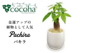 発財樹『 パキラ 』 money tree 糸島市 / cocoha 観葉植物 グリーン インテリア [AWB026] 発財樹 パキラ money tree 観葉植物 ギフト 植物 グリーン 鉢 室内