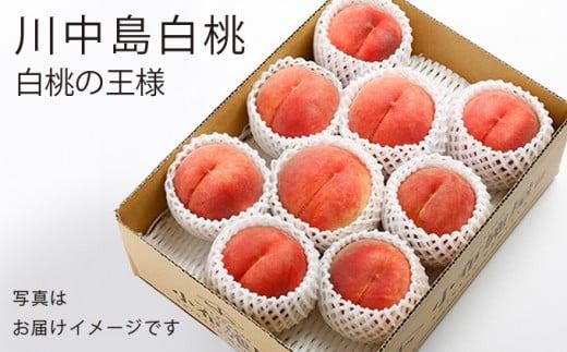 川中島白桃 約3kg 6～12玉 ［小布施屋］ 桃 白桃 もも モモ フルーツ 果物 令和7年産 【2025年8月下旬～9月上旬発送】［A-6］