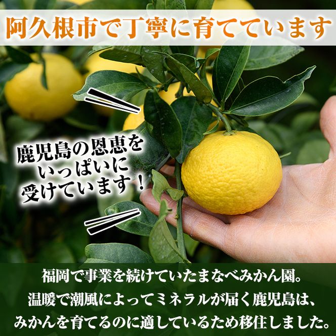 ＜先行予約受付中！2027年3月中旬以降順次発送予定＞まなべみかん園の河内晩柑(約20kg) 国産 鹿児島県産 阿久根市産 柑橘類 果物 フルーツ 期間限定 数量限定 デザート 贈答用 ギフト 【有限会社まなべみかん園】akn034-20