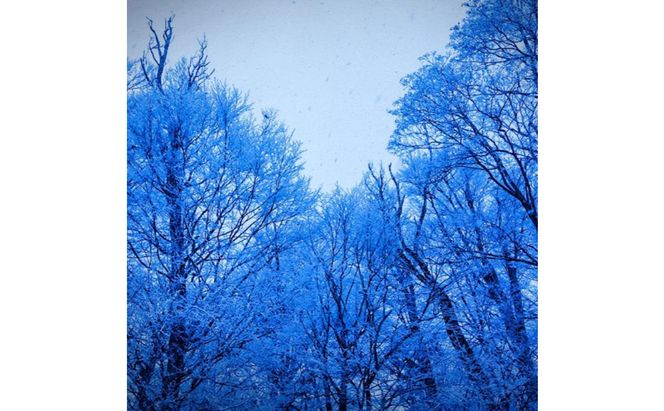 令和7年産！魚沼産コシヒカリ【農家直送!】 10kg×1袋 お米 米 コメ 