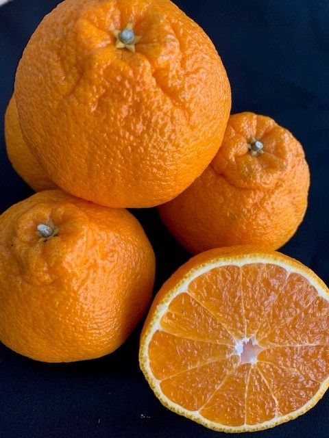 ya̎RLc쒬zLc̕sm΁iʂj24~18ʓ CC34