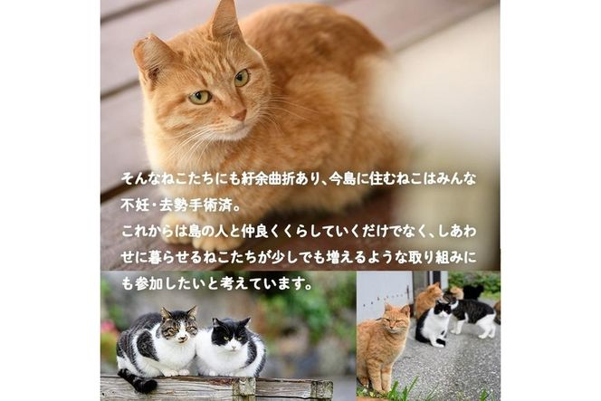 深島の猫へ寄付と深島猫グッズ (Bプラン・計5種) 猫 ネコ ねこ 寄附 カレンダー タオル  大分県 佐伯市【EK10】【でぃーぷまりん】