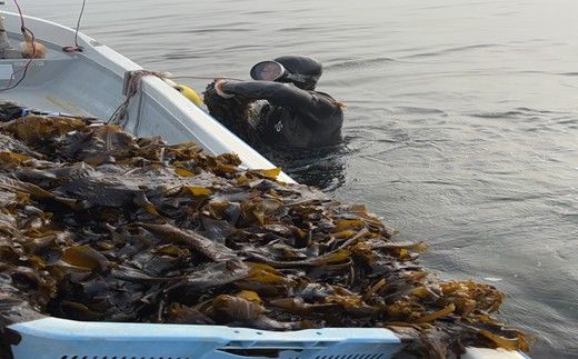 ドでか！茎わかめコロッケ【宗像漁協共同組合】_HA1726