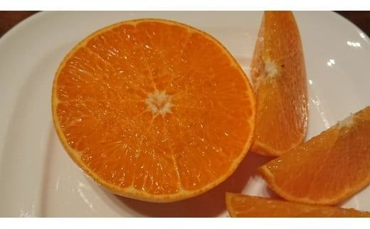 【先行受付】【数量限定】銀朱まどんな（生果）12個入り（3kg)（2025年11月下旬頃より順次発送） IKTQ007