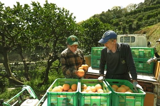 【先行予約】【家庭用】河内晩柑8kg ｜ 河内晩柑 訳あり 正品 贈答 柑橘 みかん 愛南ゴールド サイズミックス 規格外 ※離島への配送不可 ※2026年5月上旬～6月下旬頃に順次発送予定