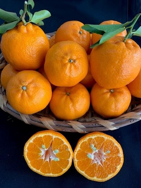 完熟ポンカン 赤秀品 5kg（М・L・2L/サイズ指定不可） CC25