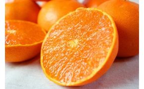 【ご家庭用訳あり】 ジューシー 柑橘 せとか 3kg 【先行予約】  / みかん 柑橘 フルーツ 果物 和歌山 ※2027年2月下旬～3月中旬頃発送（お届け日指定不可） ※離島への配送不可 【uot834A】