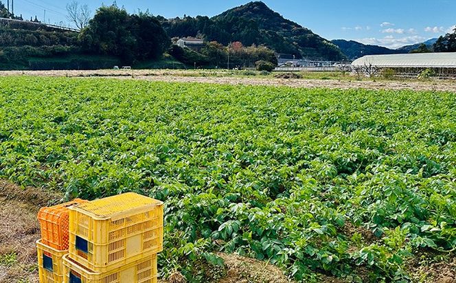 じゃがいも5kg（デジマ）