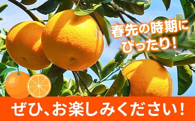 【先行予約】紀州和歌山産 木成紅八朔 8kg 株式会社魚鶴商店(大鶴商店)《2月下旬-3月中旬頃出荷》和歌山県 日高町 紀州和歌山産 木成紅八朔 はっさく ハッサク 八朔 紅八朔 柑橘 果物 フルーツ---wsh_uot235_2g3c_26_18000_8kg---