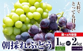 【先行予約】ぶどう 農園直送 朝採れシャインマスカット 2～3房（1kg以上） シャインマスカット・巨峰詰め合わせ （2kg以上） 果物 ぶどう フルーツ 茨城県産 結城市産 産地直送 《8月下旬-9月下旬頃出荷》 【配送不可地域あり】---yuki_abb_3_1kg---