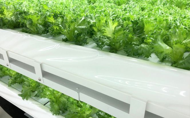 アノレタス（リーフレタス）新鮮シャキシャキ 栽培期間中無農薬低カリウムレタス 24袋セット【kkry0002】