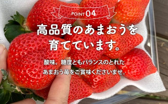 いちご 2027年2月下旬より発送 特選あまおう 400g※配送不可：離島 