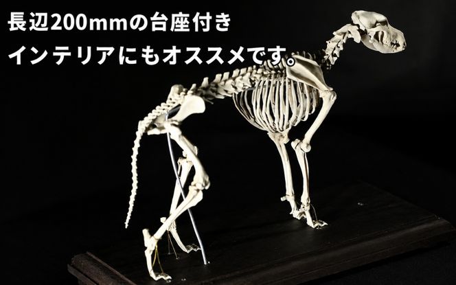 全身 骨格 レプリカ イヌ 縮小 / 標本 コレクション プラモデル 動物 犬 フィギュア インテリア 模型 動物 博物館 頭蓋骨 ミニチュア 3D プリント【anf949-shk-inu】