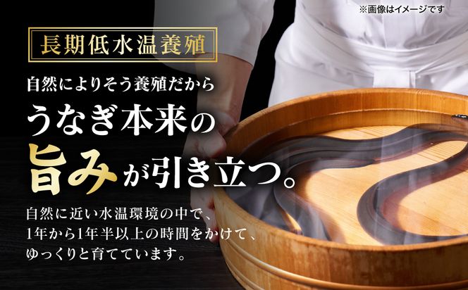 【先行予約】 うなぎの蒲焼 2尾 （合計350g以上） 鰻 うなぎ ウナギ 国産 冷凍 うな重 蒲焼 丑の日 熊本県 八代市 【2026年9月中旬より順次発送】
