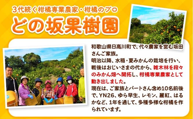 みかん はるか 約 5kg サイズ混合 どの坂果樹園《2027年3月上旬-5月下旬頃出荷》 和歌山県 日高町 はるか 旬 柑橘 フルーツ 果物---wsh_dsk8_ab35_24_11000_5kg---