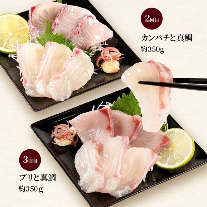 人気のお刺身3ヶ月定期便 少量2種ずつお届け N019-YC911