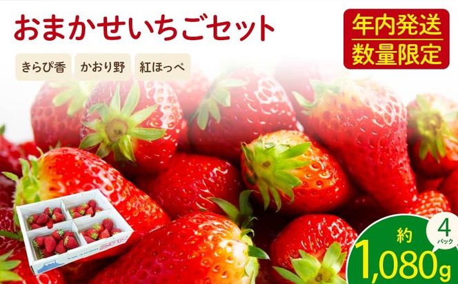 【先行予約 2025年11月より順次発送】 フレッシュ いちご 1kg 以上 おまかせ 数量限定 苺 年内配送 産地 直送 イチゴ 紅ほっぺ きらぴ香 かおり野 フルーツ 果物 国産 ジャパンベリー オンライン決済限定 静岡県 藤枝市