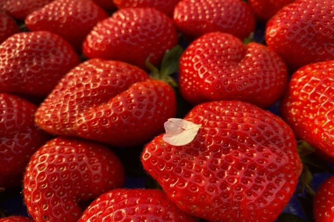 プレミアムオーガニックあまおう 「いせいちご」 プレミアムギフト【伊世いちご畑】_HA0481