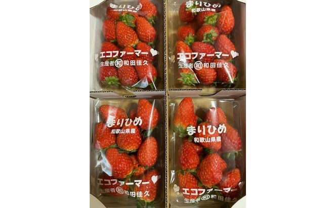 紀州和歌山ブランドいちご「まりひめ」約250g×4P ［2027年3月上旬頃～3月下旬頃に順次発送］［UT39］ 303446_XF91042