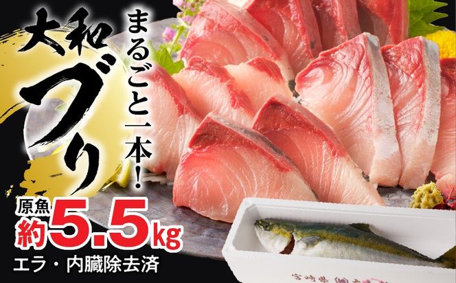 【10月～2月発送!!】まるごと一本！大和ブリ内臓処理済み刺身ぶりしゃぶ煮物 N072-YC630