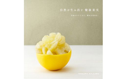 【先行予約】☆至高の柑橘　高知産 土佐文旦☆ M  28玉入【家庭用】〈2027年1月下旬頃より順次発送〉ぶんたん ブンタン 果物 柑橘 フルーツ お取り寄せ おいしい 美味しい 故郷納税【TAMURAKAJUEN】