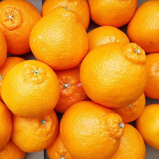 【先行予約】【ご家庭用】和歌山県産 不知火（しらぬい） オレンジ 約2kg | 柑橘 オレンジ みかん 訳あり 和歌山みかん オレンジ フルーツ 果物