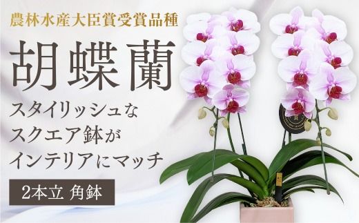 D368 【農林水産大臣賞受賞品種】☆鉢も楽しむ！『スクエア鉢』☆スタイリッシュな『乙姫（おとひめ）』＊角鉢＊２本立＊