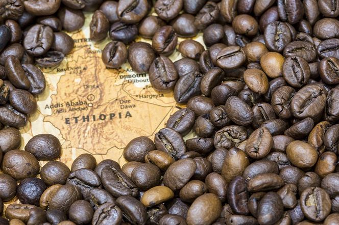 コーヒー エチオピア イルガチェフェG1 （3袋 計約500g） 宮城県利府町（豆）|06_grc-050101a