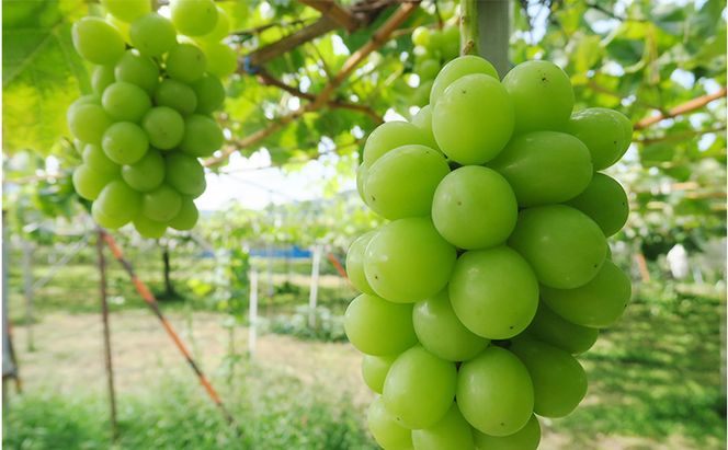 【2026年9月～発送】シャインマスカット約1kg フルーツ 長野県