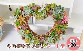多肉 寄せ植え 可愛いハートの多肉植物 植物 インテリア ガーデン 