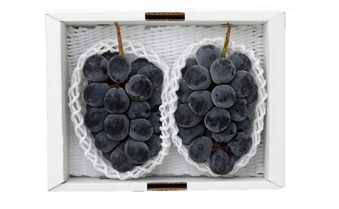 ぶどう 2026年 先行予約 ニューピオーネ2房(1房480g以上) 化粧箱入り ブドウ 葡萄 岡山県産 国産 フルーツ 果物 ギフト 