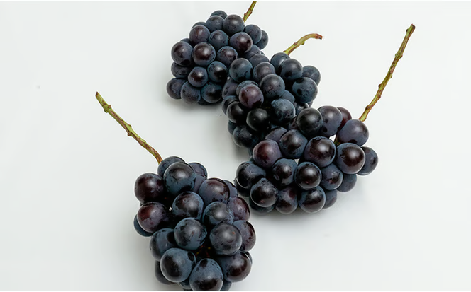 ぶどう 2026年 先行予約 ニュー ピオーネ 4房（1房480g以上）約2kg ブドウ 葡萄 岡山県産 国産 フルーツ 果物 ギフト 甘みが強い 酸味 皮離れがいい 大粒 食べ応え [№5735-1463]