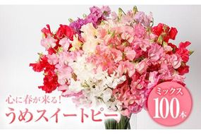 ＜農家直送＞スイートピー ミックス (100本) 期間限定 花 切り花 生花 九州産 国産 大分県 佐伯市 宇目 清幸農園【BZ64】【清幸農園(有)】