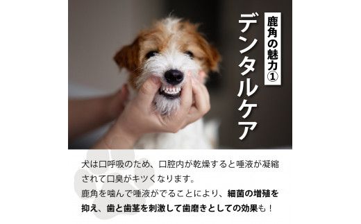 犬が喜ぶおやつ♪ 鹿角 1本 選べるサイズ（S・M・L）【犬 犬のおやつ ペット おもちゃ シカ ツノ 鹿の角 しか つの 鹿 角】
