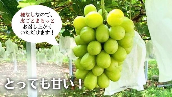 《 先行予約 》 シャインマスカット 2～3房 ( 約 1.5kg )  贈答用 【2026年8月下旬頃発送開始】 ( 共通返礼品：下妻市 )フルーツ 果物 マスカット ぶどう 葡萄 ブドウ 旬 国産 産地直送 化粧箱 ギフト 【石﨑ぶどう園】 [DT002us]