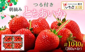【先行予約】いちご とちあいか つる付き 4パック ※2026年11月～発送