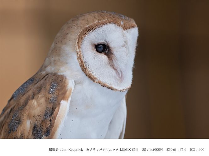 SIGMA 500mm F5.6 DG DN OS | Sports【Lマウント】