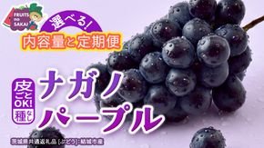＼選べる内容量・定期便／ ナガノパープル 約1.3kg ～ 5kg （約2房～12房）　単品（1回）・定期便（3か月連続）【2026年8月より発送開始】（茨城県共通返礼品 [ぶどう]：結城市産） ぶどう ブドウ 葡萄 ナガノパープル 種なし 皮ごと 高級 国産 黒ぶどう 旬 お取り寄せ フルーツ 希少品種 デザート