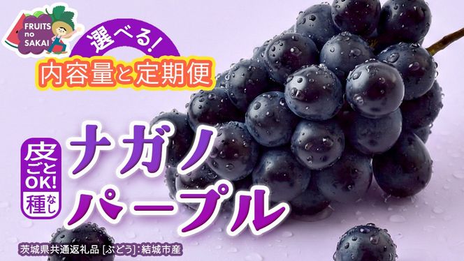 ＼選べる内容量・定期便／ ナガノパープル 約1.3kg ～ 5kg （約2房～12房）　単品（1回）・定期便（3か月連続）【2026年8月より発送開始】（茨城県共通返礼品 [ぶどう]：結城市産） ぶどう ブドウ 葡萄 ナガノパープル 種なし 皮ごと 高級 国産 黒ぶどう 旬 お取り寄せ フルーツ 希少品種 デザート