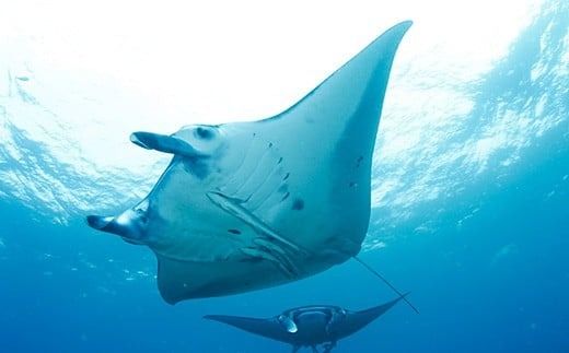 シュノーケリング利用券　石垣島のマンタ・サンゴ・ウミガメに会いに行こう YD-3-1