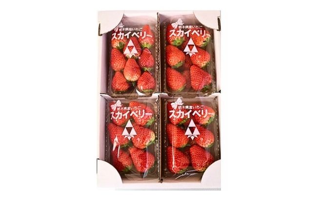 【先行予約】出会いの森いちご園 スカイベリー （290g×4パック） | いちご イチゴ 苺 栃木県 果物 くだもの フルーツ スカイベリー 新鮮 贈答 ギフト デザート スイーツ ※2026年12月～発送