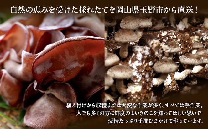 【 産地直送 】 有機JAS 生しいたけ 定期便  1kg×3ヶ月 オーガニック しいたけ きのこ 野菜 岡山県 玉野市 栽培期間中化学肥料不使用 栽培期間中農薬不使用 野菜セット 