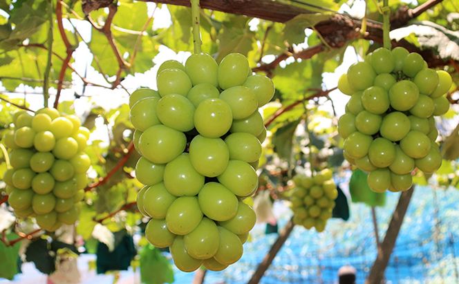 【2026年先行予約】 ぶどう 岡山県産 シャインマスカット 1.2kg以上(2房)《2026年9月上旬-下旬頃出荷》 葡萄 ブドウ 岡山県産 フルーツ 果物 数量限定 期間限定 岡山 里庄町 ブドウ 果物類