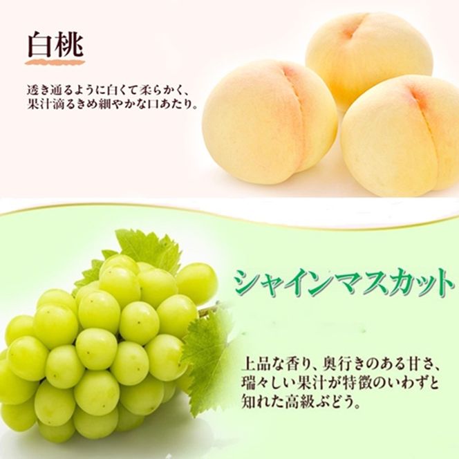 岡山県産 フルーツセット(シャインマスカット1房・白桃1玉)  果物 フルーツ 詰め合わせ ぶどう ブドウ 葡萄 シャインマスカット 桃 白桃 国産