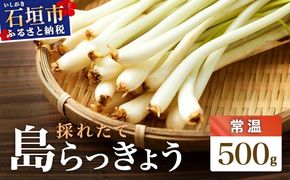 ≪2026年2月下旬～5月下旬発送≫採れたて島らっきょう 500g 【 沖縄県 石垣市 野菜 らっきょう 島らっきょう おつまみ 採れたて 料理 漬物 天ぷら おかぴ農園 産地直送 】OK-004