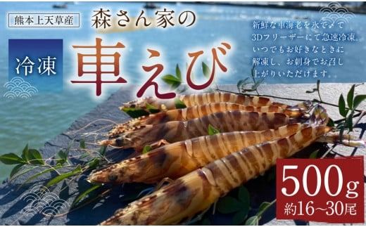 森さん家の冷凍車えび 活き〆冷凍車海老500g（約16～30尾）車海老 くるまえび 車えび 国産 天草の海 冷凍【2024年8月上旬から2025年3月下旬発送予定】