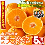 ＜先行予約受付中！2027年3月上旬以降順次発送予定＞ 鹿児島生まれの品種！露地栽培の大将季 (約5kg・15～24玉) 果物 冬 春 柑橘 みかん 蜜柑 フルーツ 期間限定 数量限定 大将季 露地 【鹿児島いずみ農業協同組合】akn018-19