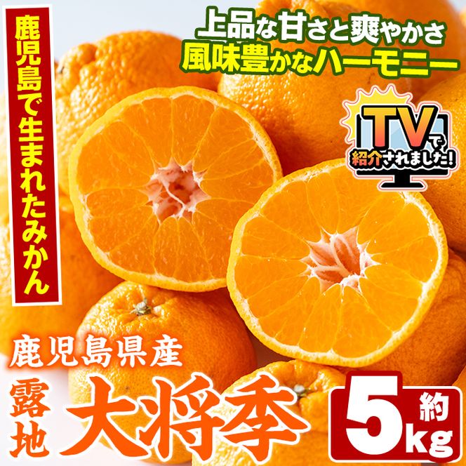 ＜先行予約受付中！2027年3月上旬以降順次発送予定＞ 鹿児島生まれの品種！露地栽培の大将季 (約5kg・15～24玉) 果物 冬 春 柑橘 みかん 蜜柑 フルーツ 期間限定 数量限定 大将季 露地 【鹿児島いずみ農業協同組合】akn018-19